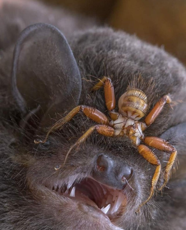 The Parasitic Batfly has co-evolved with its bat hosts for millions of years. They have developed a flat, hard body to prevent being crushed & velcro-like hairs & claws to hang on to their host’s fur.